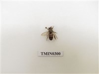 藏品(義大利蜂)的圖片